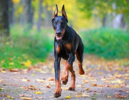 饲养杜宾犬的技巧?