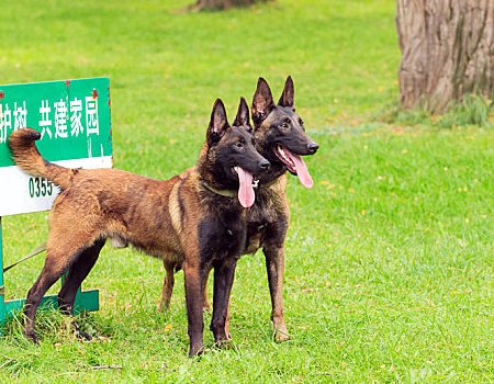 马犬太瘦了，吃什么长肉？