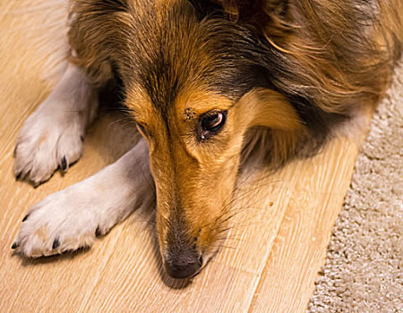 苏格兰牧羊犬淋雨了要怎么办？