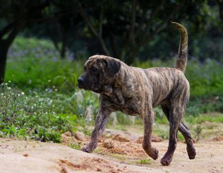 加纳利犬吃什么对毛好，加纳利美毛诀窍