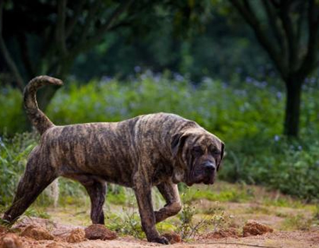 加纳利犬吃什么长得壮