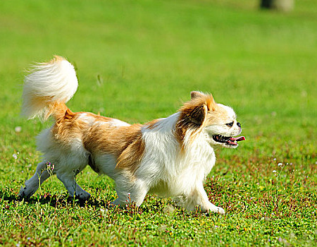 京巴犬可以吃水果吗