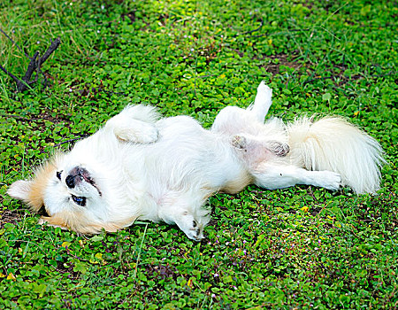 京巴犬发情了要怎么办？