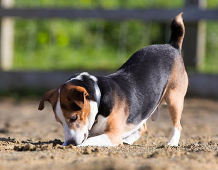 比格犬总是磨牙，怎么办