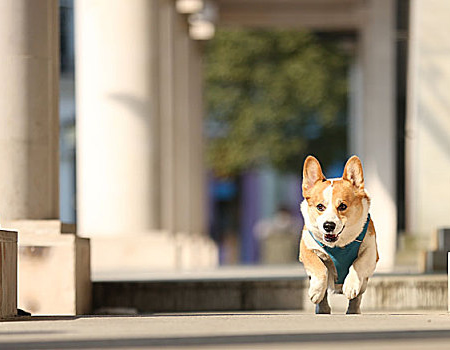 柯基犬为什么到处乱吃东西？