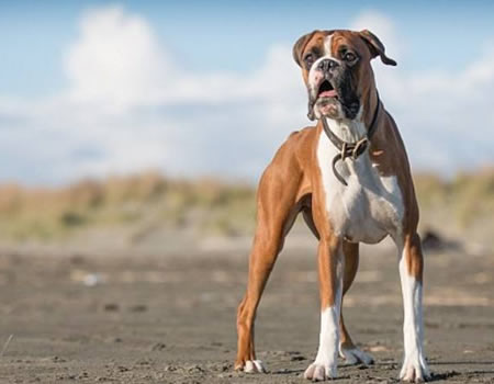 拳师犬吃多了要注意以下症状