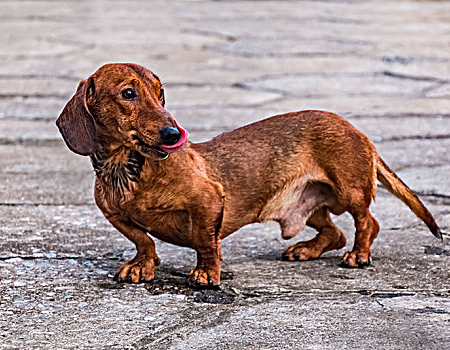 腊肠犬能吃骨头吗？