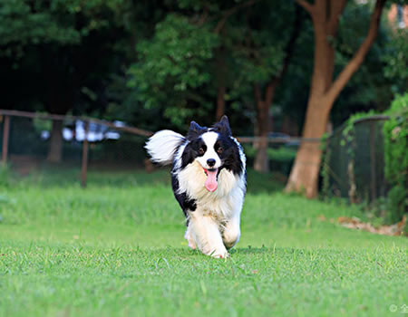 边境牧羊犬眼屎太多怎么处理