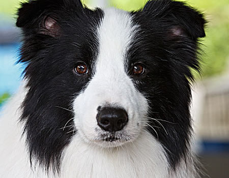 边境牧羊犬做完绝育手术如何照顾