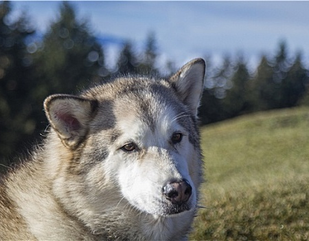 阿拉斯加犬太粘人了要怎么办