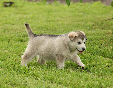 阿拉斯加幼犬要怎么照顾？