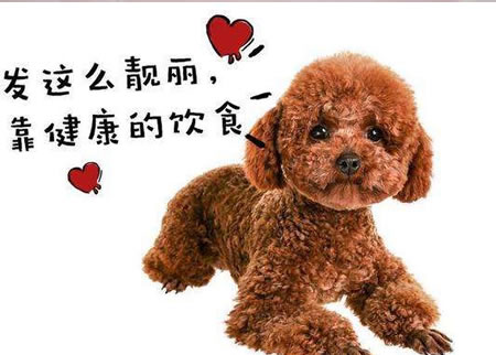 养泰迪犬这几点要注意