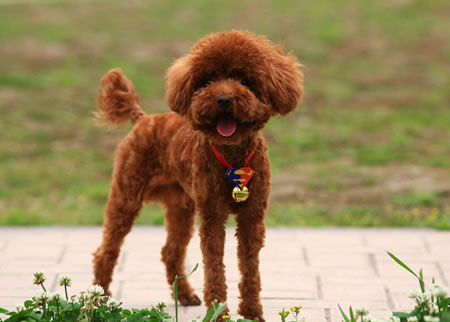 如何治疗泰迪犬的泪痕