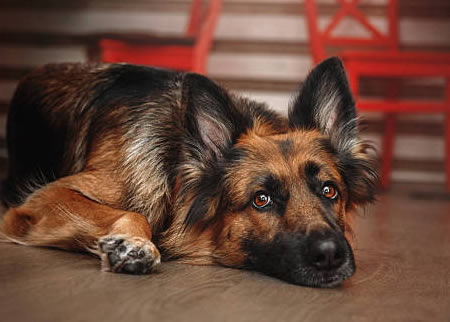 德国牧羊犬的食物要选择对