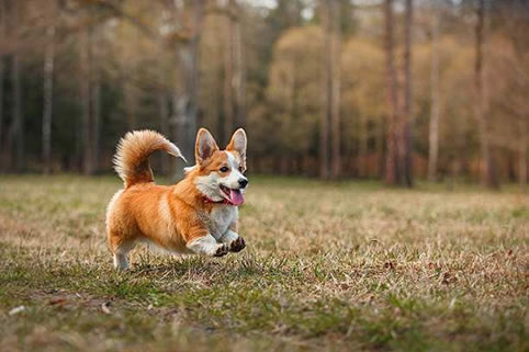 柯基犬多大开始训练最好