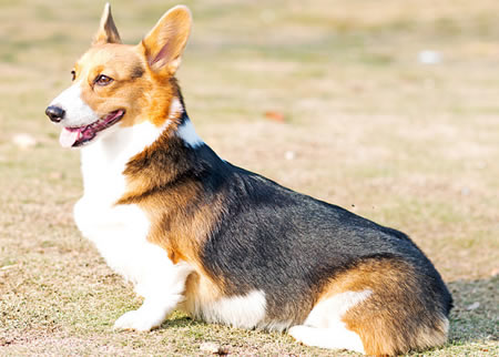 怎样治疗柯基犬皮肤病？