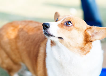 柯基犬怎么看品相？