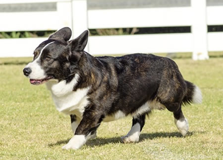 家里有小孩适合养柯基犬么？