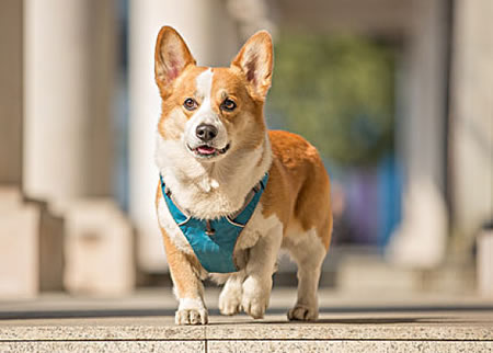 柯基犬不吃狗粮怎么办