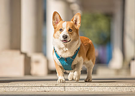 如何跟柯基犬拉近距离？