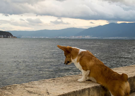 有哪些理由呢让你喜欢柯基犬？