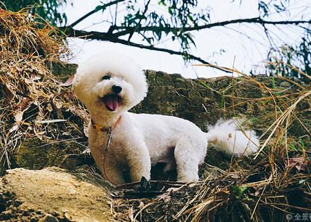 比熊犬修毛的注意事项