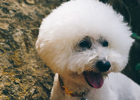 分娩后的比熊犬有这3点常见问题