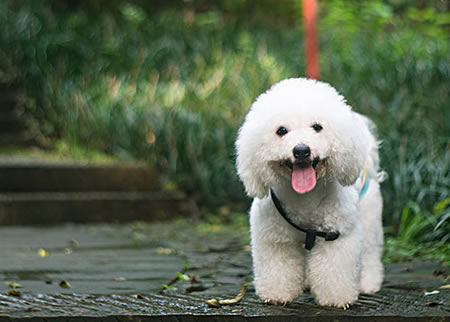 比熊犬如果怀孕之后，都会有哪些注意事项呢?