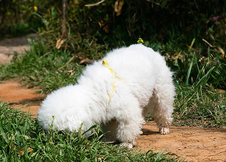 比熊犬是否怀孕怎样确定？