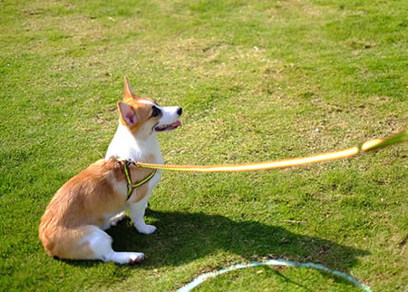 柯基犬配种有那些事一定不能做？