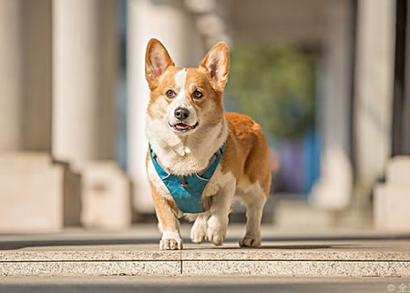 相信我柯基犬也会难产，大部分都是顺产。