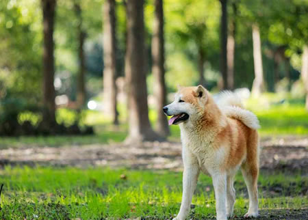 给心爱的秋田犬美容时需要注意那些问题？