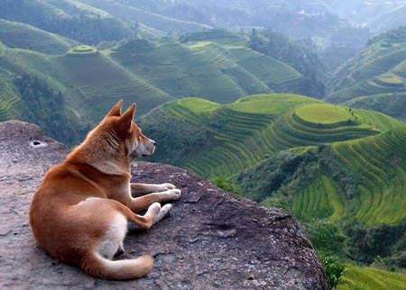 秋田犬生病的时候都会有哪些表现？