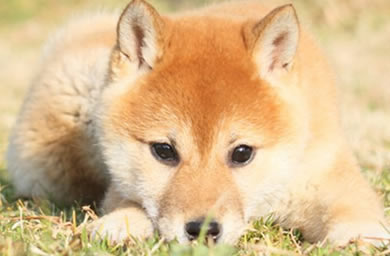 高端血统日本柴犬幼犬,顶级血统柴犬幼犬,交定金送豪礼