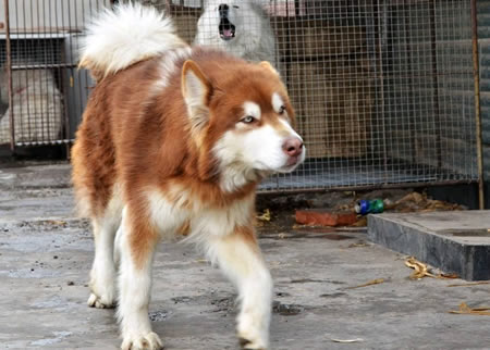 阿拉斯加犬的市场价格全面分析