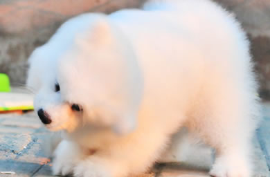 来致远犬舍选购萨摩耶保您满意,致远犬舍萨摩耶幼犬多少钱,预约送豪礼