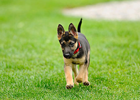 德国牧羊犬智商怎么样？