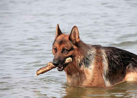 德国牧羊犬的详细介绍