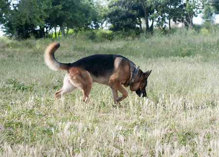 德国牧羊犬的所有特征