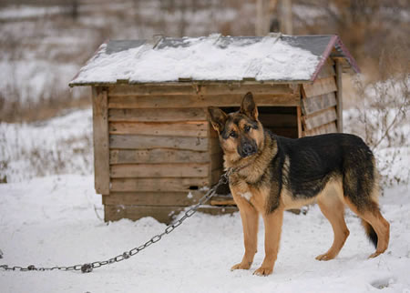 德国牧羊犬智商杂样？