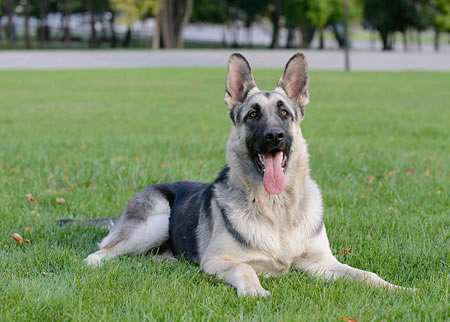 德国牧羊犬养护特点