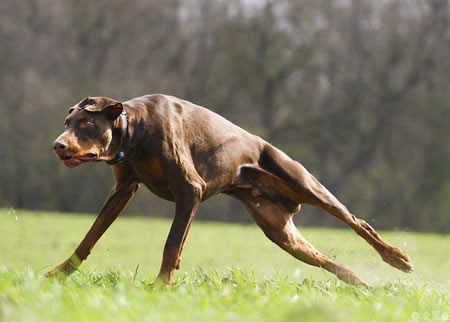 你知道杜宾犬有哪些优点吗？