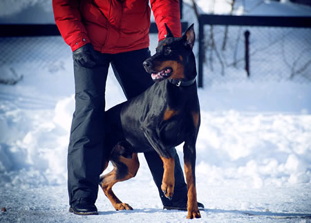 教给家长们杜宾犬幼犬多大开始训练?