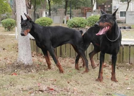 杜宾犬什么时候最合适交配？