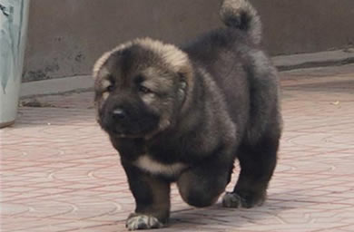 致远犬舍高加索幼犬多少钱,提供全国免费送货服务,货到付款,保您满意