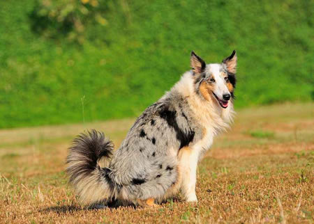 为什么有那么多人给喜乐蒂牧羊犬吃卵磷脂呢?