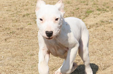 国内最正规犬舍出售杜高犬,疫苗齐全,三保服务