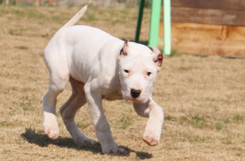 杜高犬