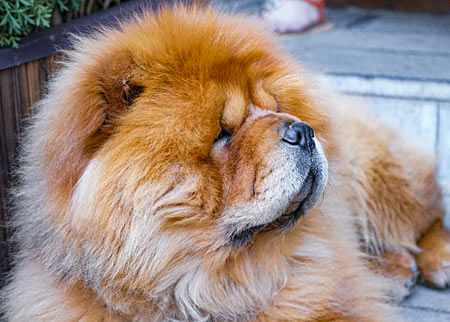 了解一下首都地区松狮犬的价格行情