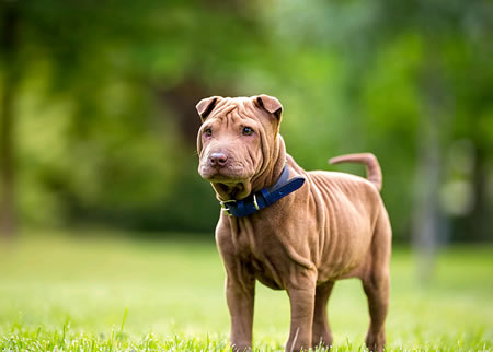 怎样才能挑选出来一只真正的骨嘴沙皮犬？